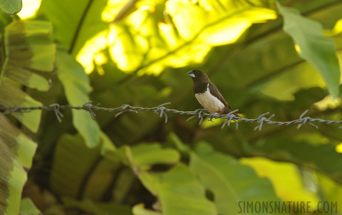 Lonchura striata striata [550 mm, 1/160 sec at f / 8.0, ISO 1600]